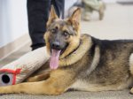 K9 Demonstration in Oakwood